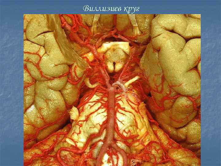 Виллизиев круг 