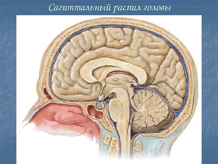 Сагиттальный разрез глаза фото