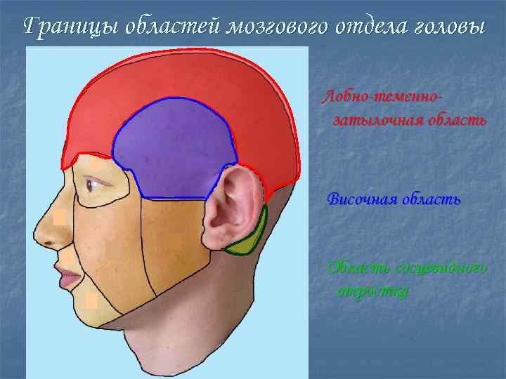 Как называется лоб часть головы от темени до бровей