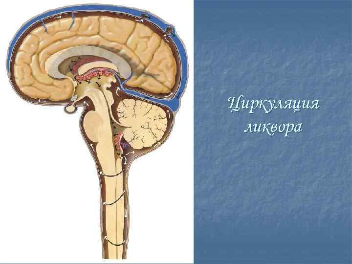 Циркуляция ликвора 