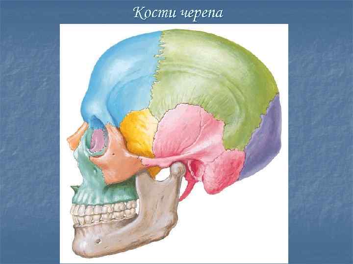 Кости черепа 