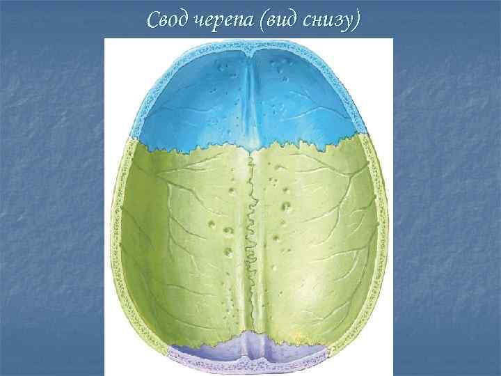 Кости свода черепа. Calvaria анатомия. Свод черепа черепа анатомия. Свод черепа продолговатоовальный. Череп в воде.