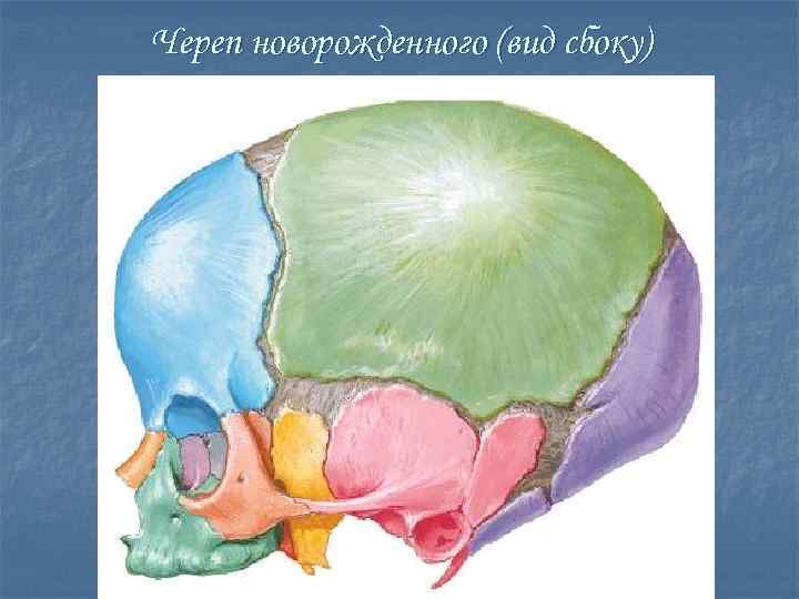 Череп новорожденного (вид сбоку) 