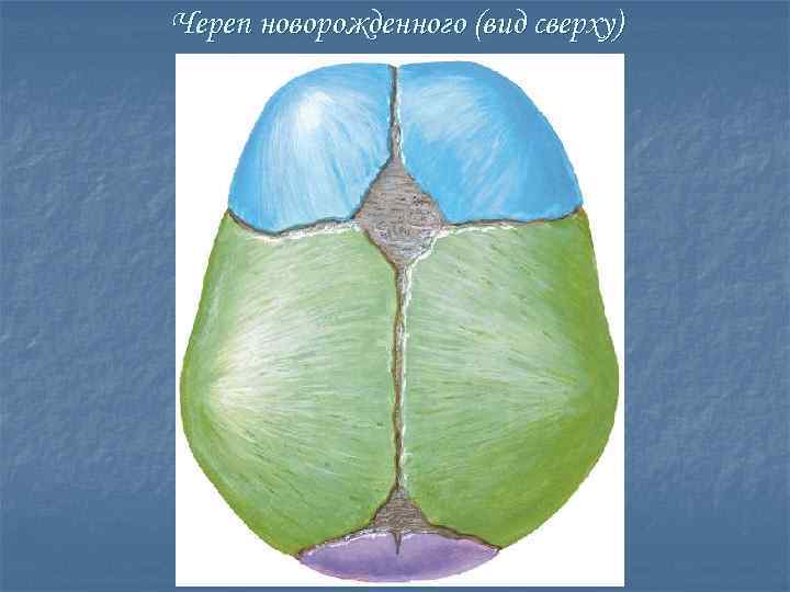 Череп новорожденного (вид сверху) 