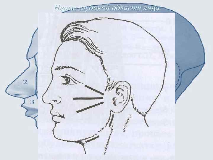 Нервы глубокой области лица 