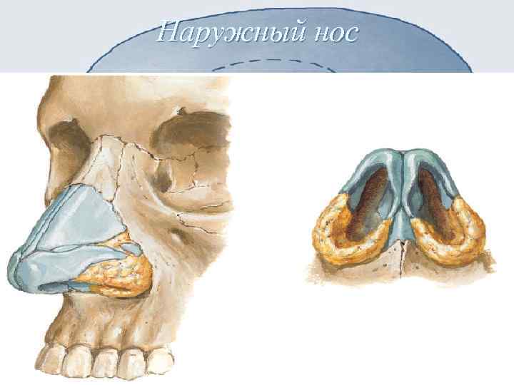 Наружный нос. Клиническая анатомия носа ЛОР.
