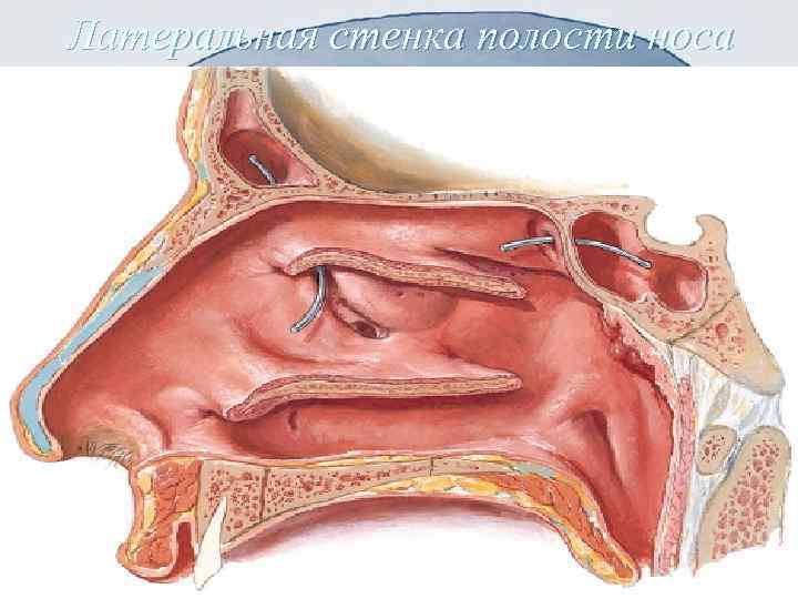 Латеральная стенка полости носа 