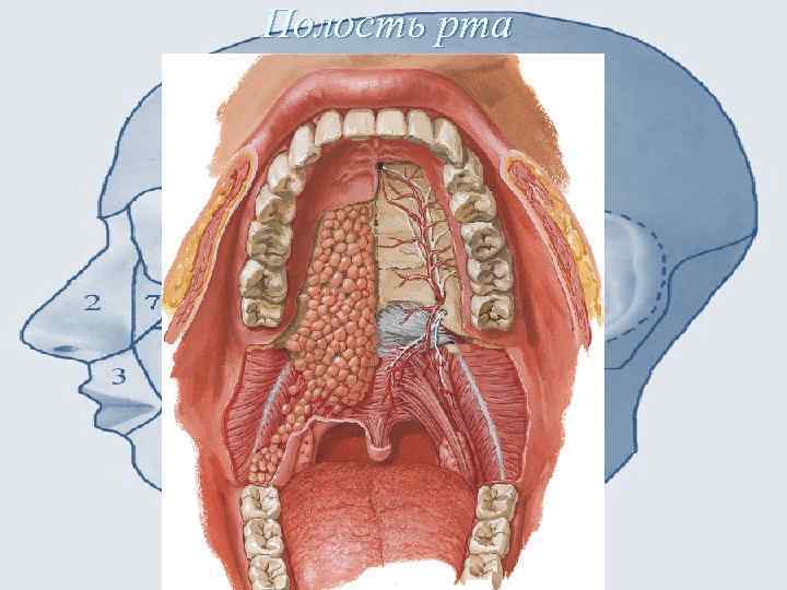 Полость рта 