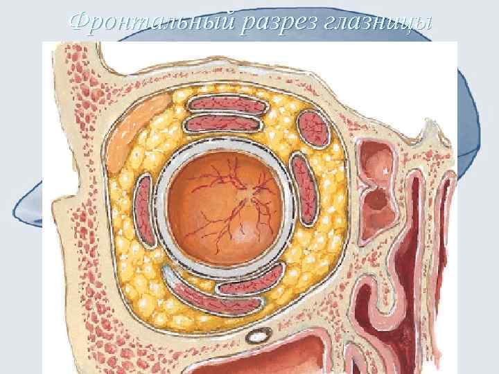 Фронтальный разрез глазницы 