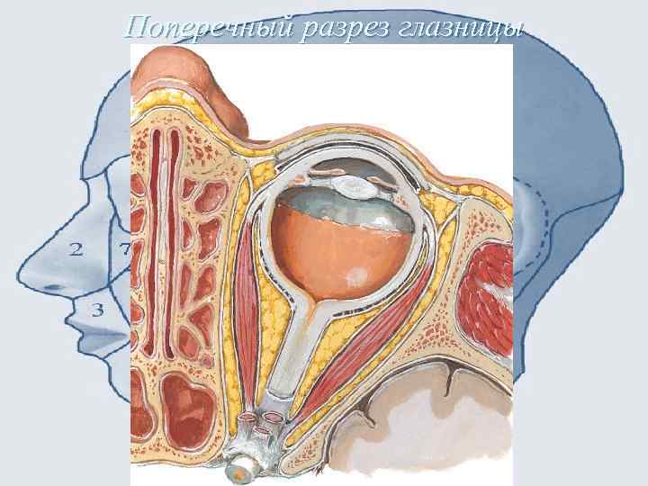 Поперечный разрез глазницы 