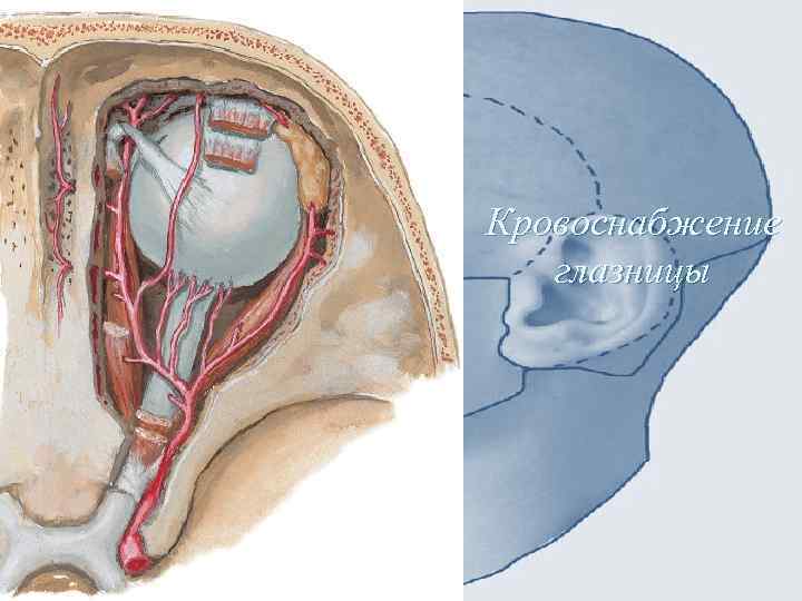 Кровоснабжение глазницы 