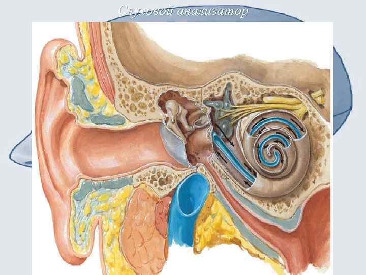 Слуховой анализатор 