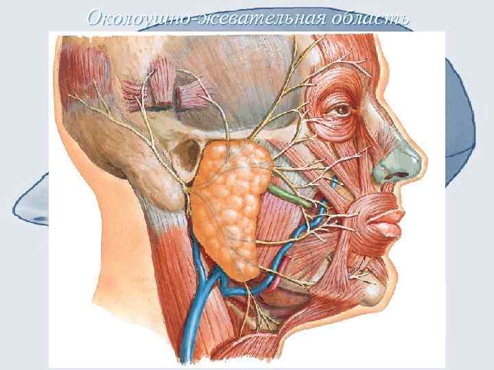 Околоушно-жевательная область 