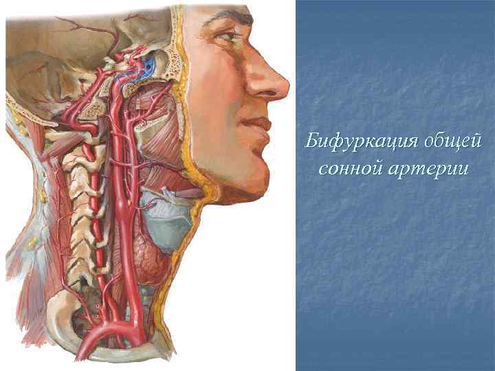 Сонные артерии на шее человека фото. Уровень бифуркации общей сонной артерии. Анатомия сонных артерий шеи. Устье ВСА артерий шеи. Соннсонная артерия на шее.