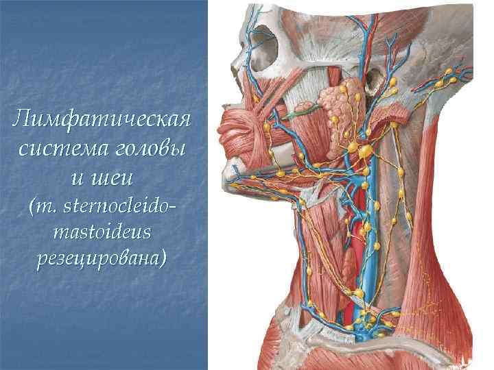 Лимфоузлы фото анатомия