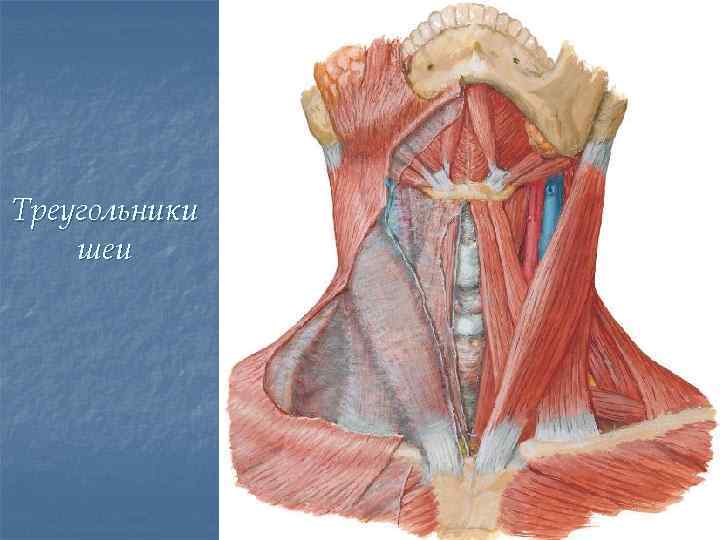 Треугольники шеи 