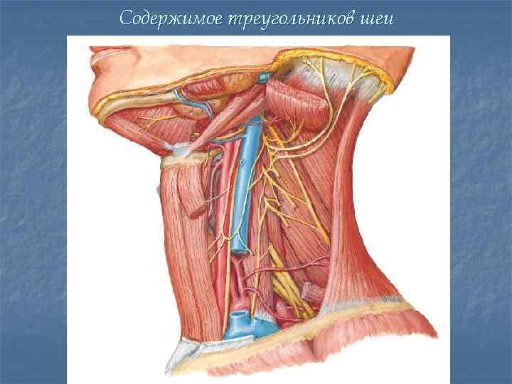 Содержимое треугольников шеи 