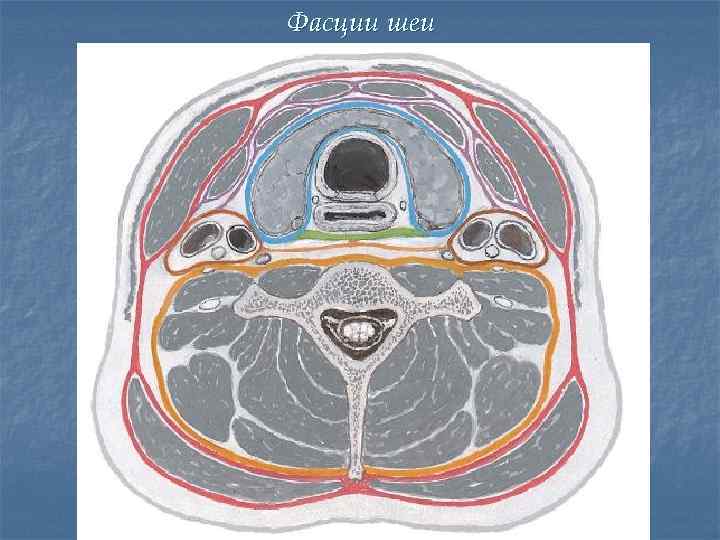 Строение шеи фото