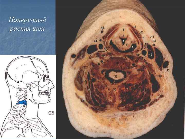 Анатомия шеи человека в картинках с описанием
