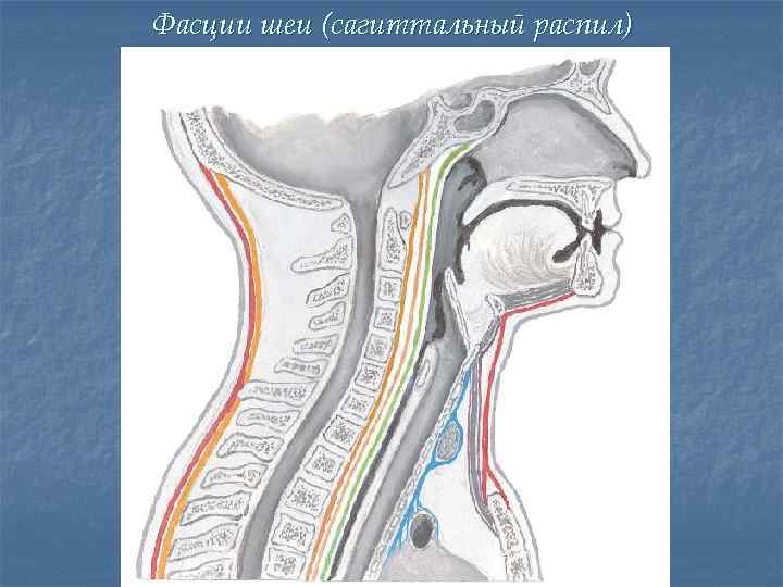 Сагиттальный распил забрюшинного пространства схема