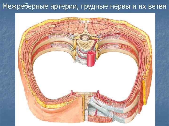 Межреберные артерии, грудные нервы и их ветви 