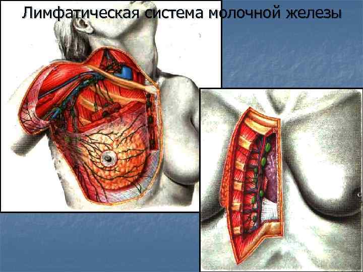 Лимфатическая система молочной железы 