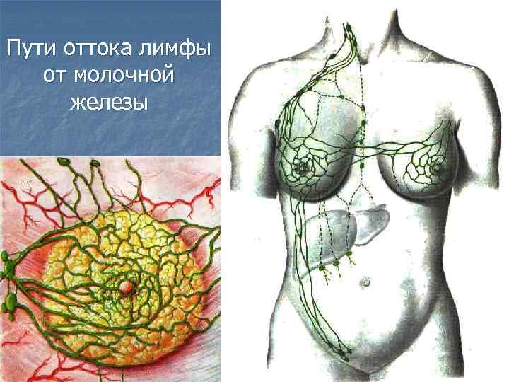 Пути оттока лимфы от молочной железы 