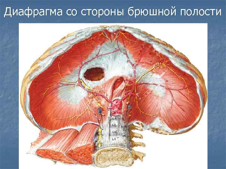 Диафрагма образована тканью