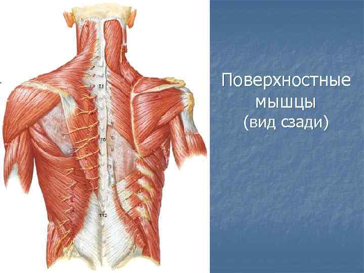 Поверхностные мышцы (вид сзади) 