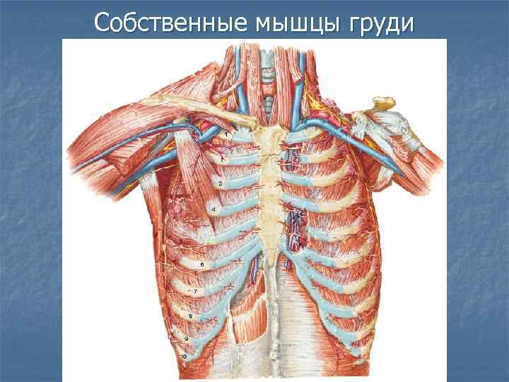 Собственные мышцы груди 