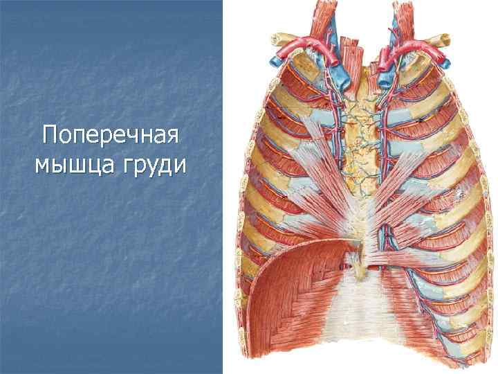 Поперечная мышца груди 