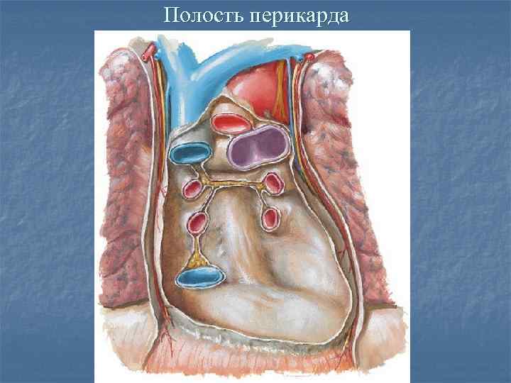 Расширенная полость. Перикард анатомия. Висцеральный листок перикарда. Cavitas pericardii.