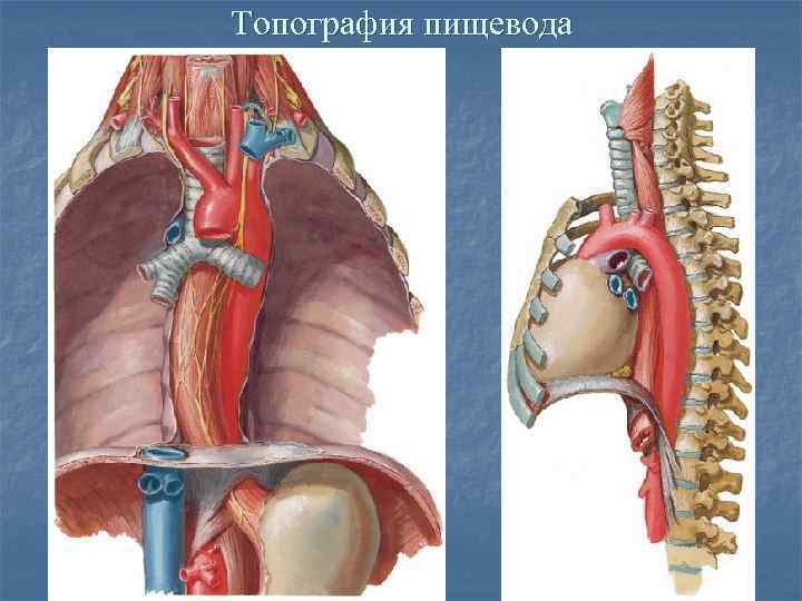 Пищевод топографическая анатомия презентация