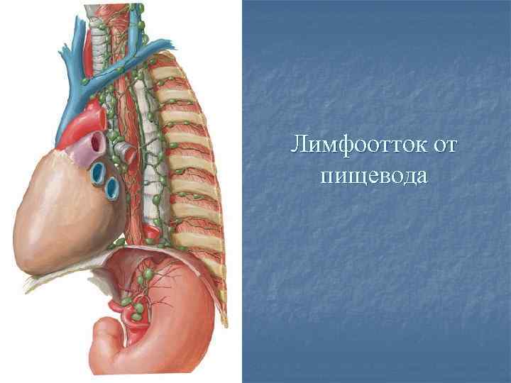 Пищевод топографическая анатомия презентация