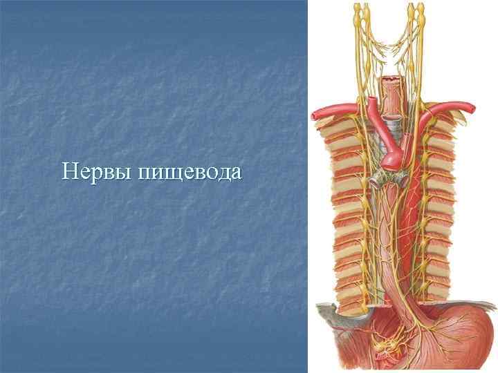 Нервный пищевод. Пищеводное сплетение блуждающего нерва. Нервы пищевода. Анатомия нервы пищевода. Блуждающий нерв и пищевод.