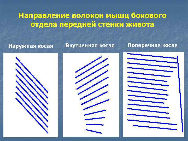 Направление внутренней. Направление волокон мышц. Направление волокон наружной косой мышцы живота. Направление волокон внутренней косой мышцы живота. Мышцы по направлению волокон.