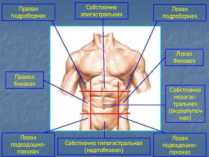 Надлобковая область у мужчин. Подреберная область. Левая подреберная область органы. Правая подреберная. Болит правая подреберная область у мужчин спереди.