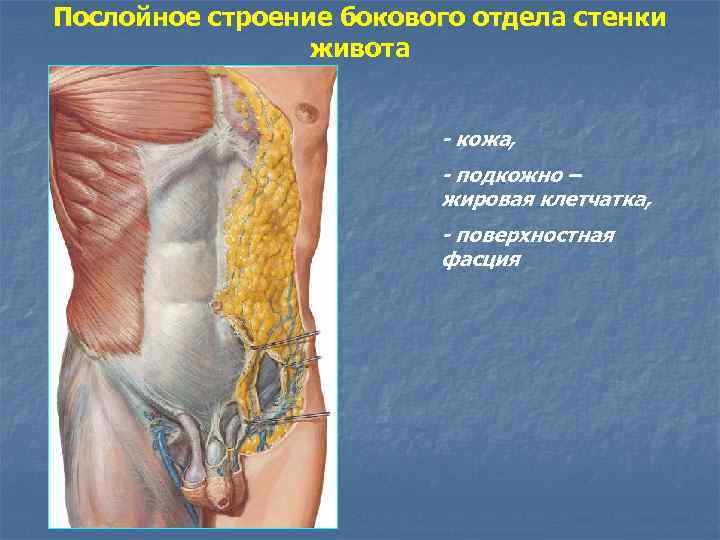 Послойное строение бокового отдела стенки живота - кожа, - подкожно – жировая клетчатка, -