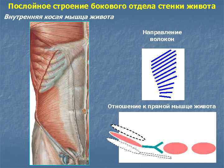 Изменения боковых отделов. Переднебоковая стенка живота мышцы. Мышцы передней брюшной стенки анатомия. Переднелатеральная мышца живота. Послойное строение боковой стенки живота.