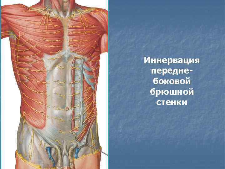 Толстая брюшная стенка. Передняя брюшная стенка иннервация. Нервы иннервирующие мышцы живота. Мышцы передней брюшной стенки топографическая анатомия. Анатомия передней брюшной стенки живота послойно.