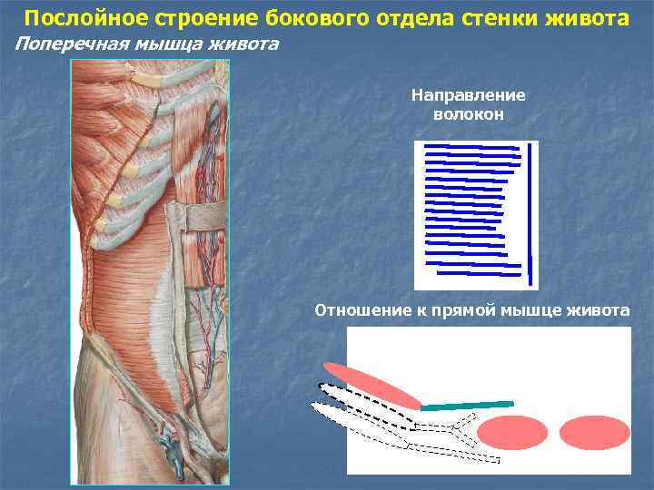 Зоны брюшной стенки