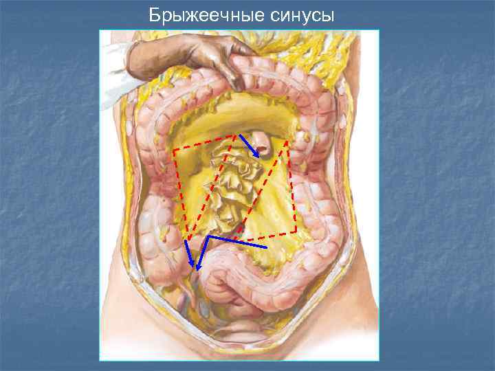 Брыжеечные синусы 