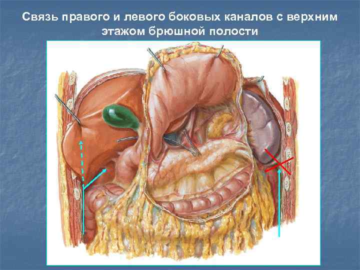 Какие брюшная полость. Верхний этаж брюшной полости топографическая анатомия. Верхний этаж брюшины анатомия. Верхний этаж брюшины топографическая анатомия. Этажи брюшины анатомия.