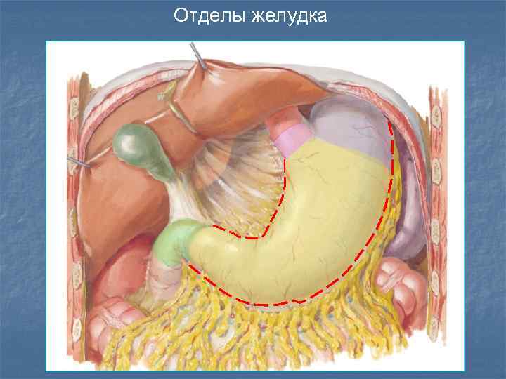 Отделы желудка 