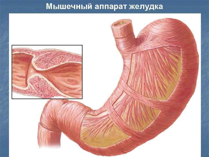 Мышечный аппарат желудка 