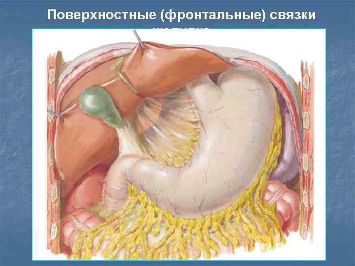 Поверхностные (фронтальные) связки желудка 