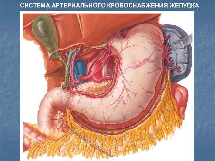 СИСТЕМА АРТЕРИАЛЬНОГО КРОВОСНАБЖЕНИЯ ЖЕЛУДКА 