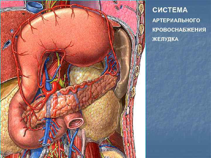 СИСТЕМА АРТЕРИАЛЬНОГО КРОВОСНАБЖЕНИЯ ЖЕЛУДКА 