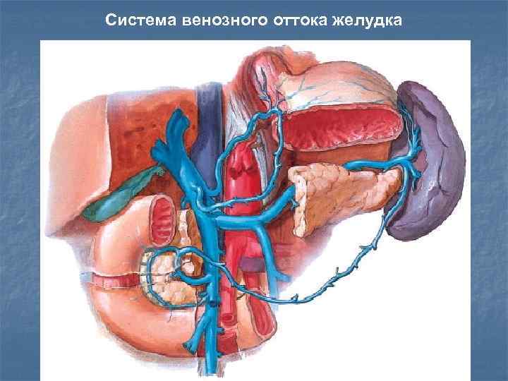 Система венозного оттока желудка 