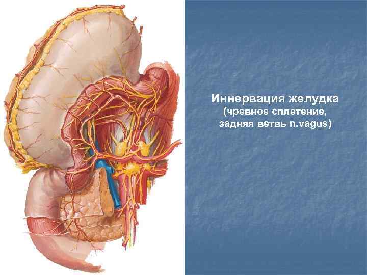 Иннервация желудка (чревное сплетение, задняя ветвь n. vagus) 